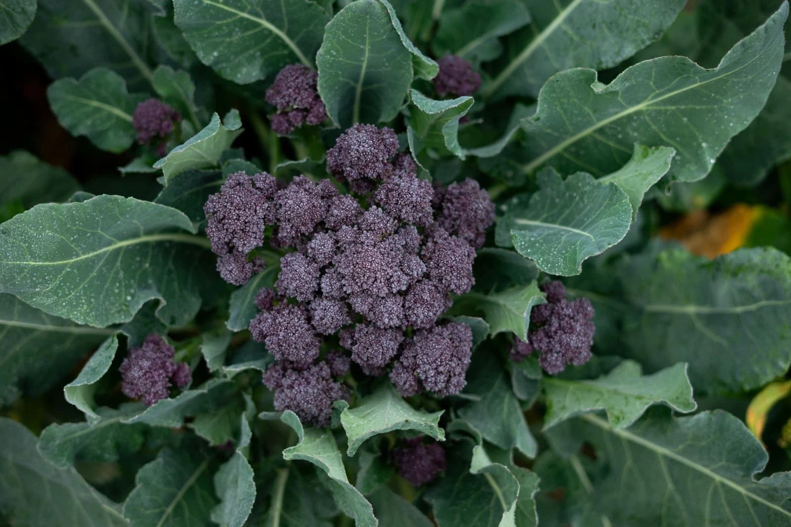 purple sprouting broccoli